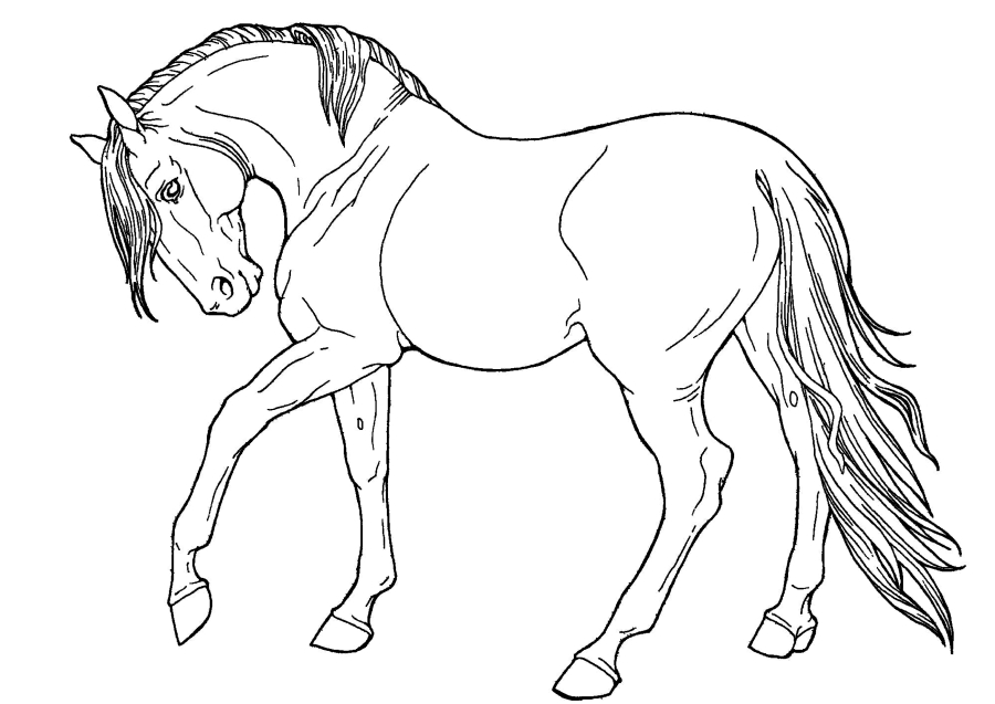 Cavalo galopante
